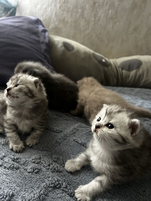Продам породистых котят