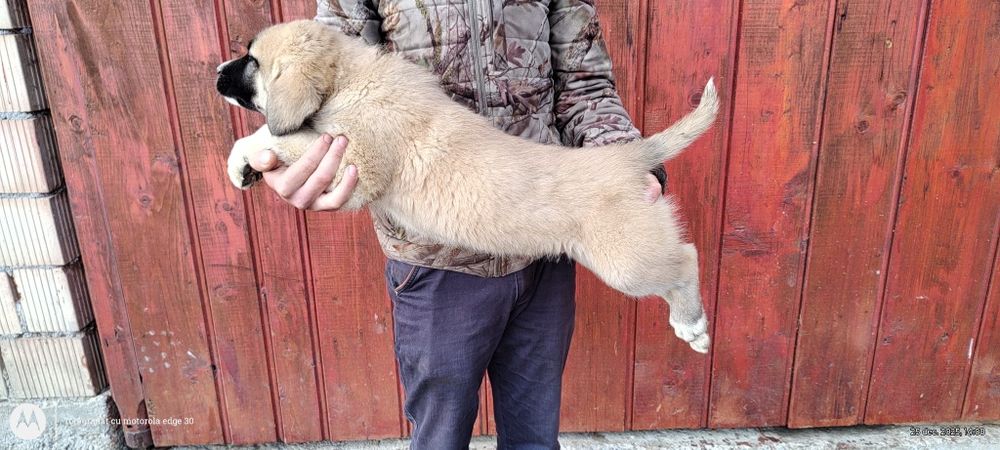 Vând pui de Asia centrala