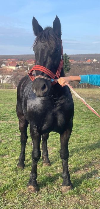 Vand doua manze forte cuminti un an jumate ambele