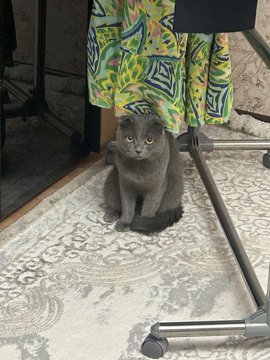 Шотландский вислоухий