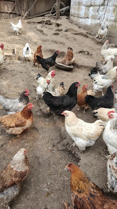 Продам домашние яйца.