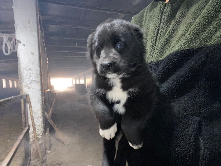 Продам щенков алабаев