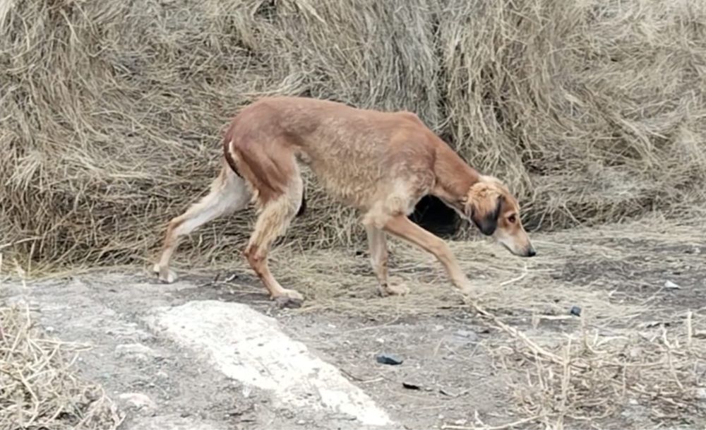 Продам тазы 9 месецев