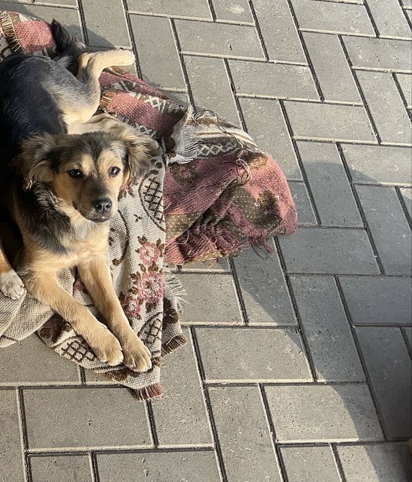 Donez catelusa, 6 luni