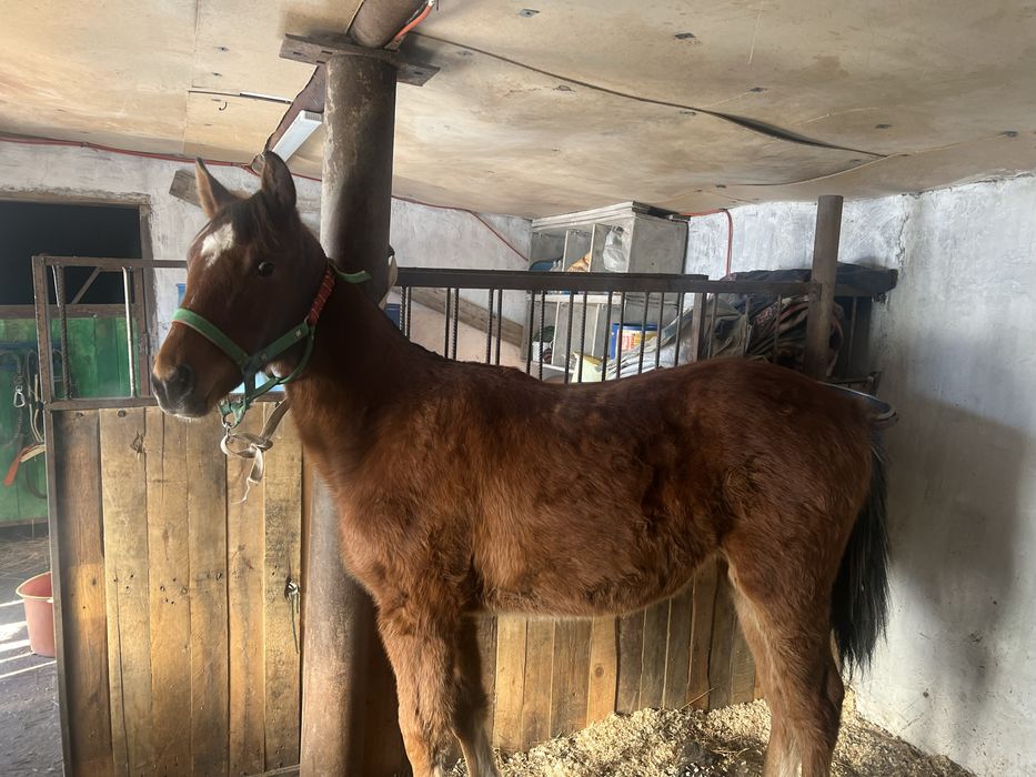 Таза қанды жабағы