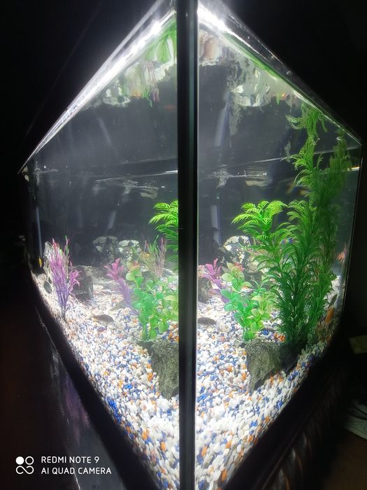 Acvariu 50 litrii
