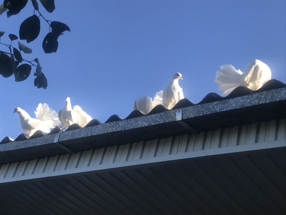 Голуби павлины и белые голоножки.