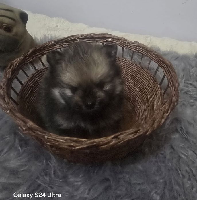 Мальчик Померанский шпиц