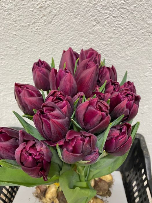 Тюльпаны оптом и в розницу