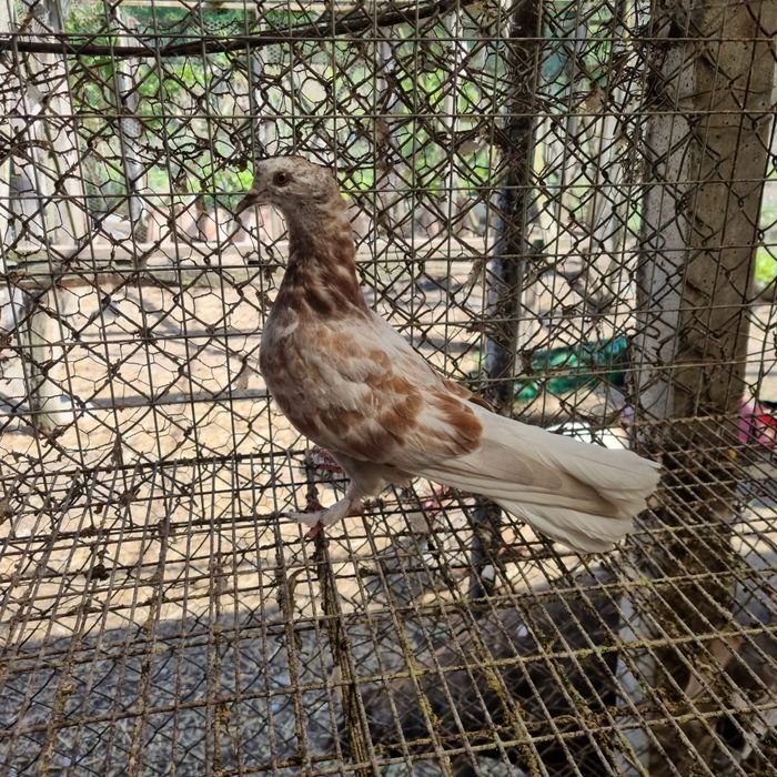 Pui de porumbel de casă