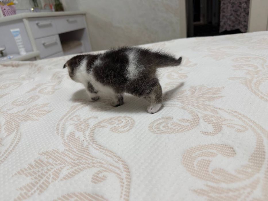 Мушук боласи,котенок