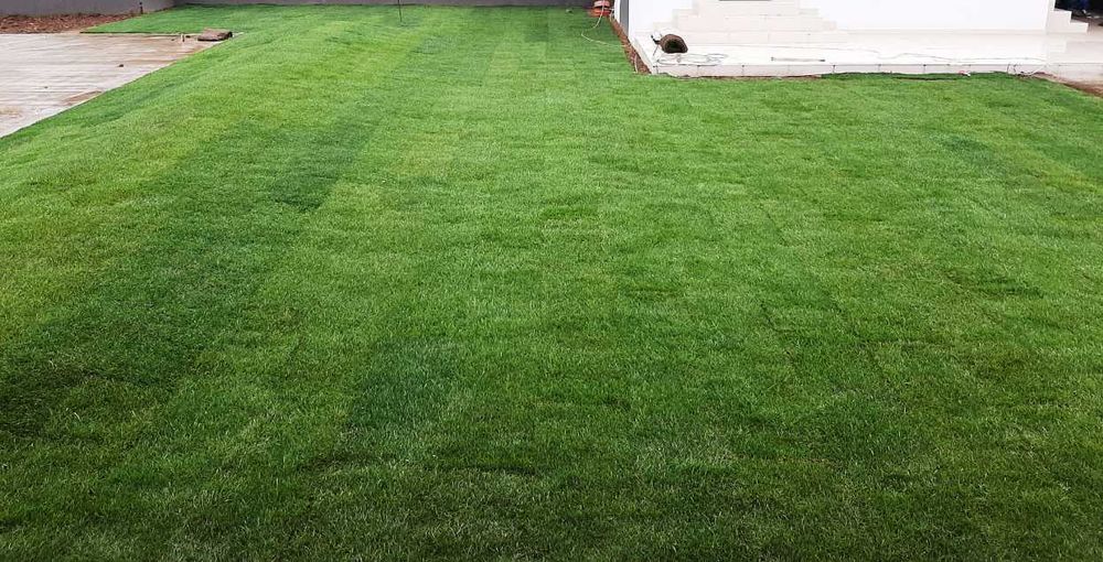Gazon Natural cu Aspect Verde Impecabil
