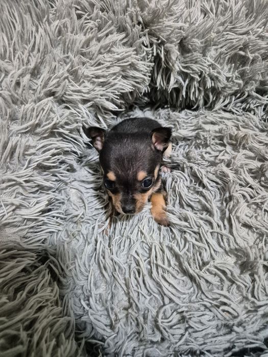 Мъжко мини чиху пинчер