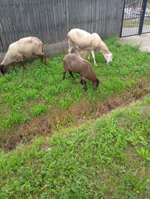Miei Suffolk/bergamasc/carabas