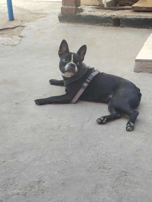 Ищем жениха для вязке с кабелëм породы французский бульдог