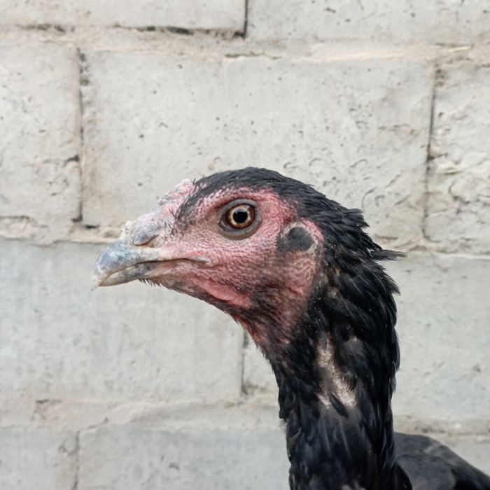 Витнам чистый зот