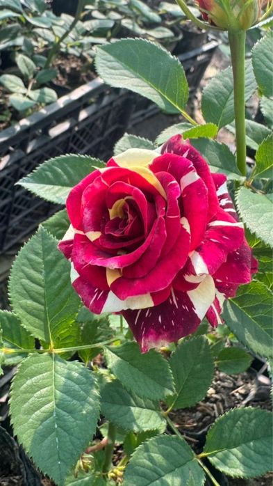 Петунья бархатцы