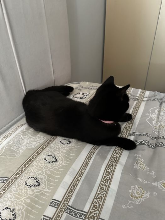 Кошка (Киса) бесплатно