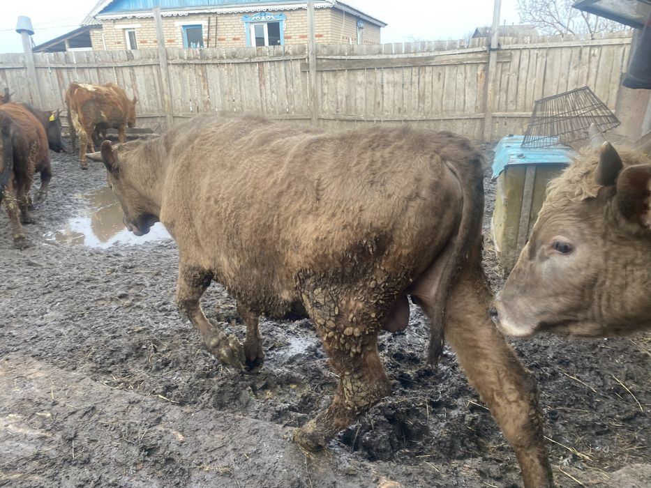 Продам 6 быков.