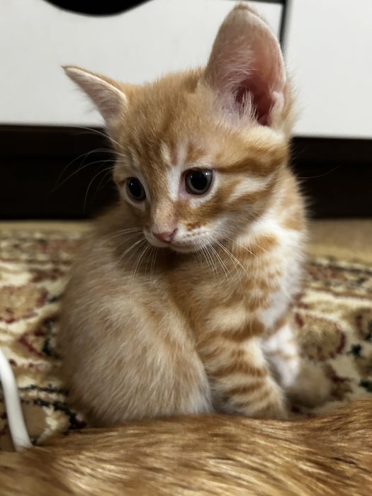 котята