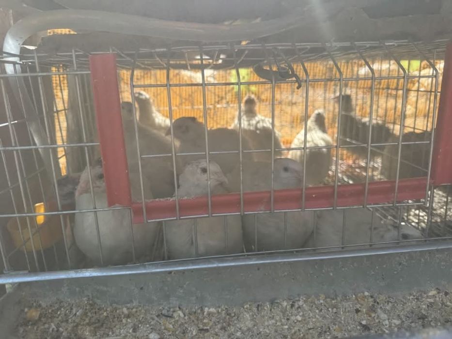 Vând, sau schimb animale pe animale!