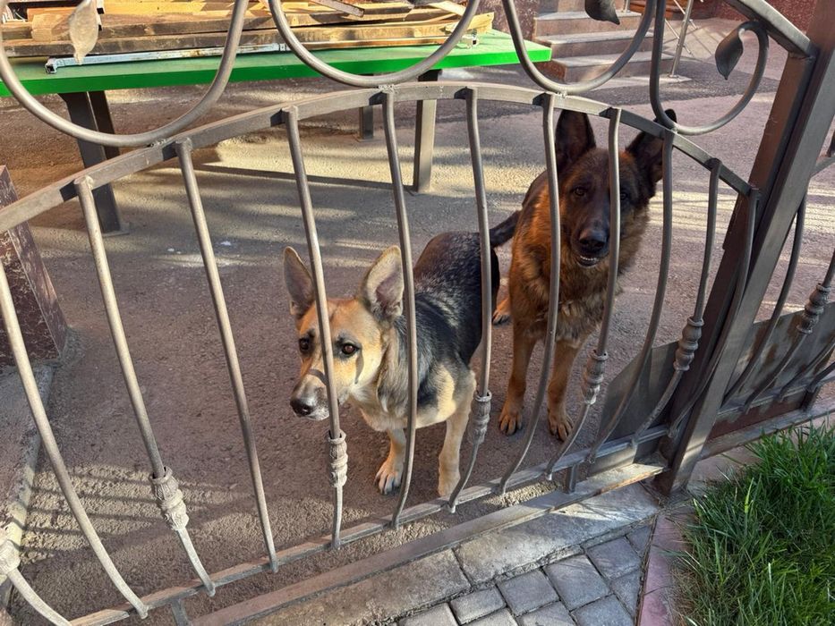 Щенки овчарок девочки