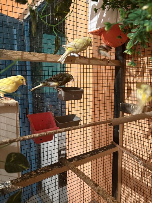 Canari de vanzare