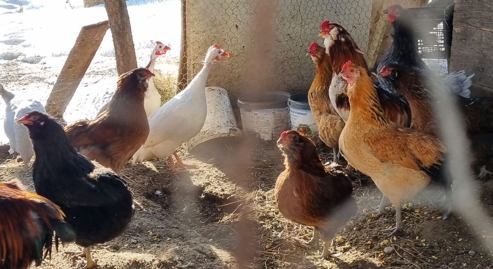 Ouă verzi de găină araucana