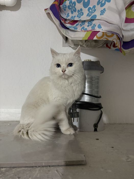 Aqili shirin mushu oladigonla tel qilila