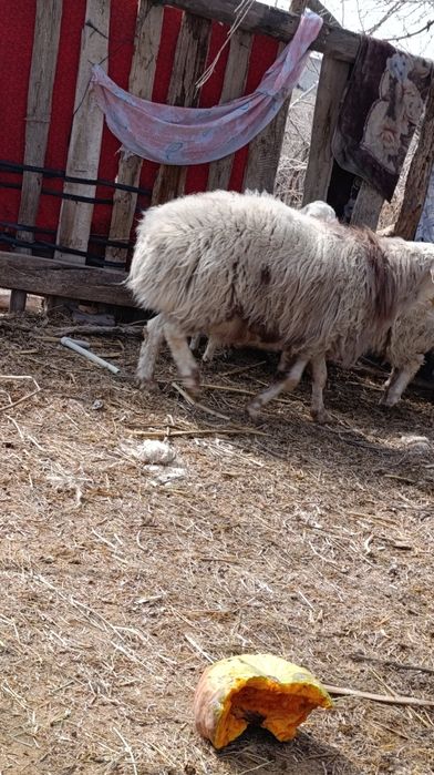 Баран 3-4 г продам