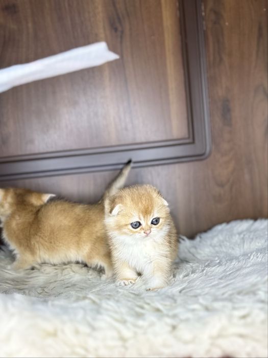 Золотая шиншила фолд