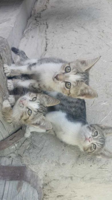 Onam jinsiy aloqa qilishga rozi boldi