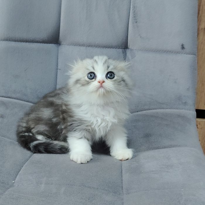 Котята Бикалоры Алматы
