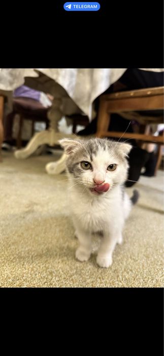 Умная  кошка