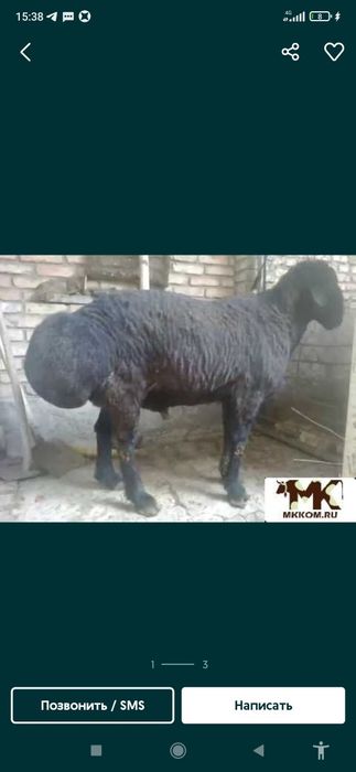 Qoylar sotiladi hayit ayyomiga