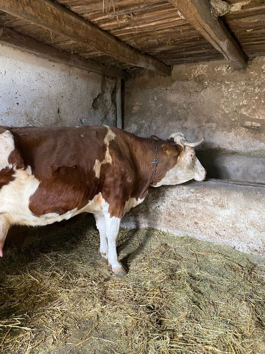 Vaca cu vițel    De vânzare