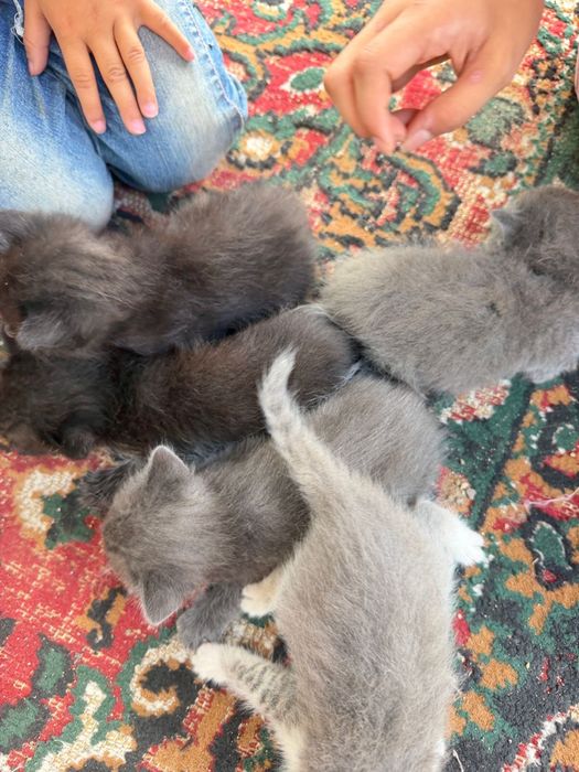 Маленькие котята в добрые руки