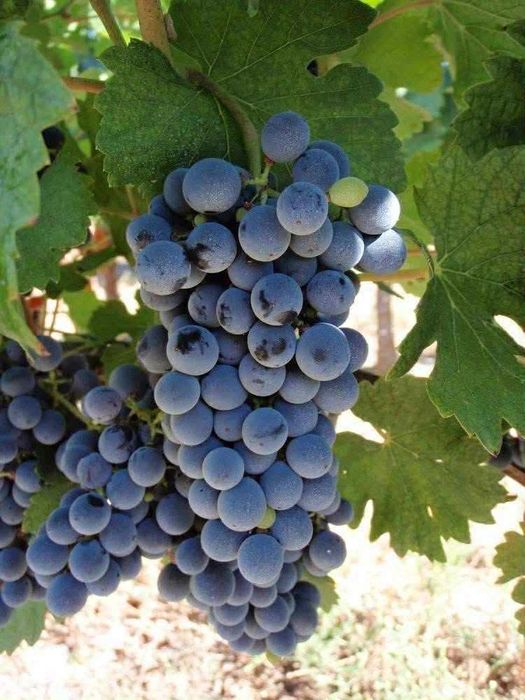 Vita de vie altoită si hibrid