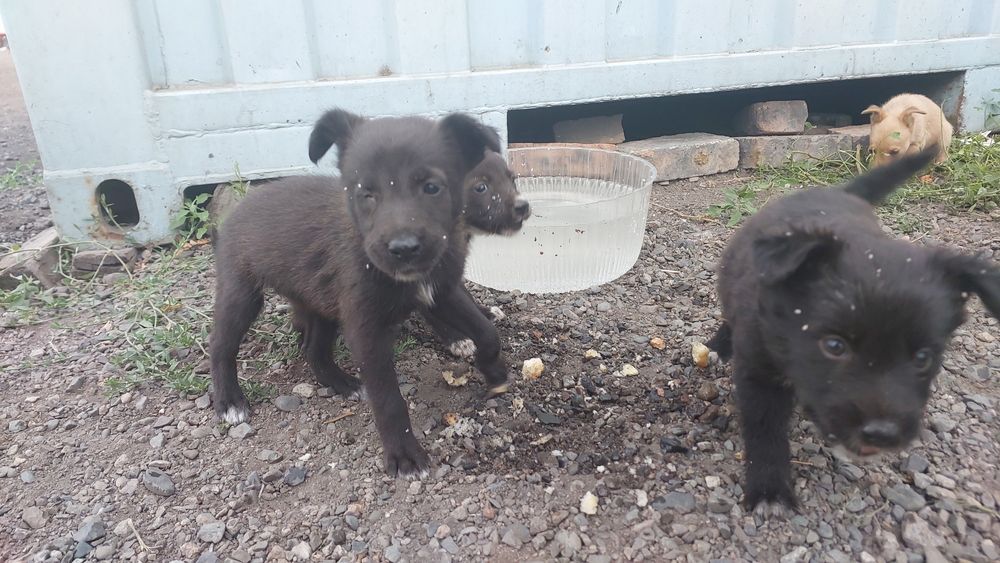 Щеночки звоночки