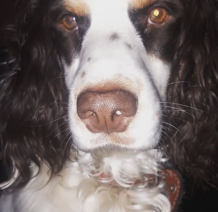 Вязка русский спаниель