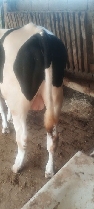 Немис бука 8 ойли буйи 120 срочно сотлади срочно сотлади пул зарил йеб