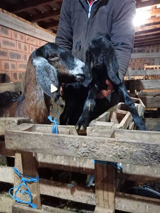 Țapi anglo nubieni originali