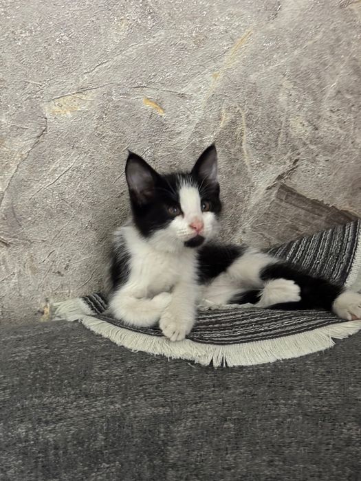 Котята маленькие домашние