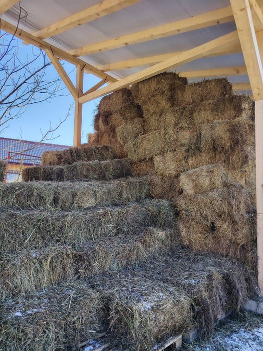 Vând baloți de lucernă