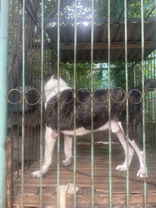 Ит сатылады жасы 4 те