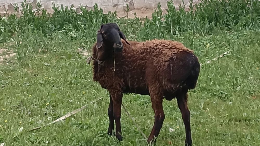 Кои сатылады саудасы бар