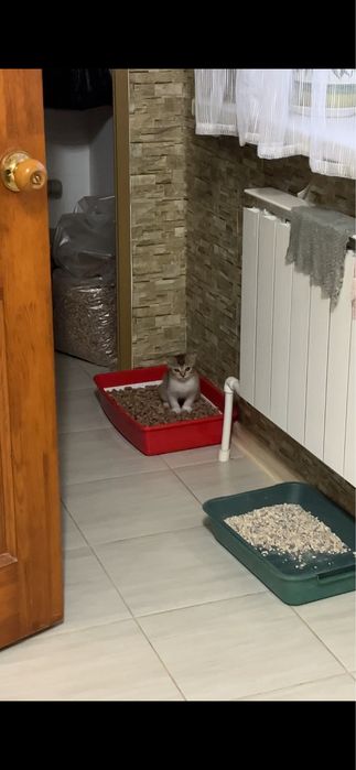 Котенок девочка, помесь