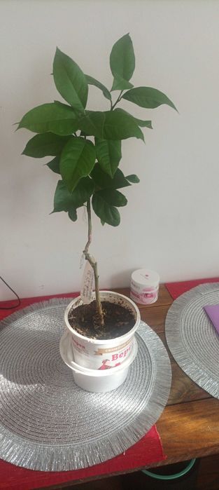 Цитрусови растения