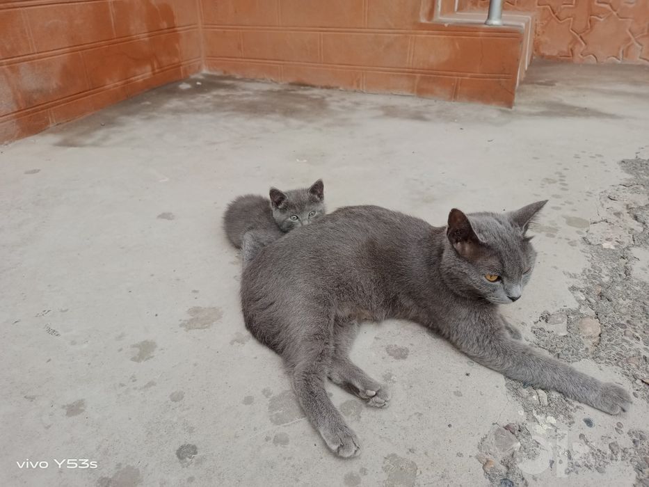 Uy mushuk zodli latoni biladi 2 oyli
