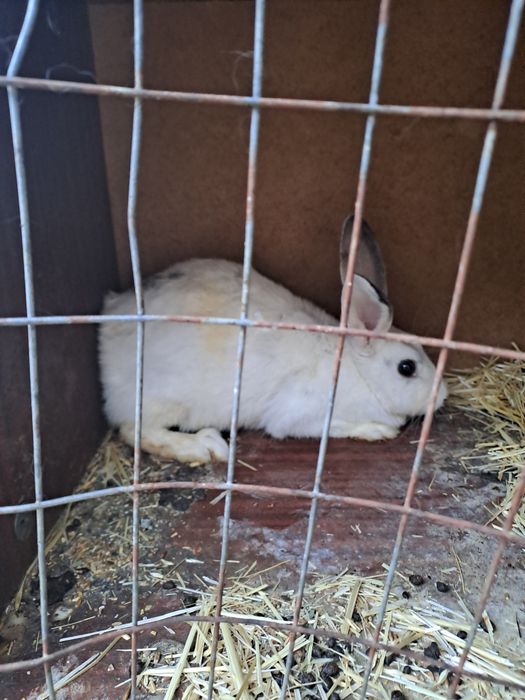 Кролики,кояндар Шымкент